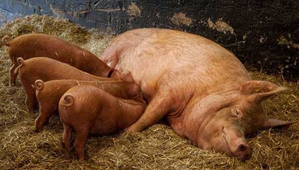 Scrofa che allatta - Animali da cortile