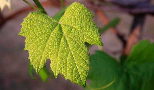 bentonite agricoltura