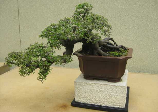 bonsai olmo cure olmo cinese cure