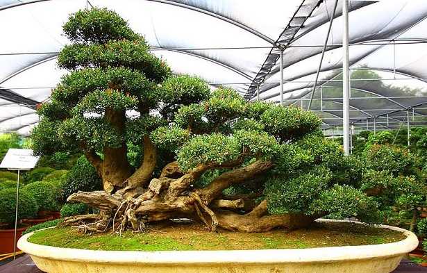  boschetto bonsai