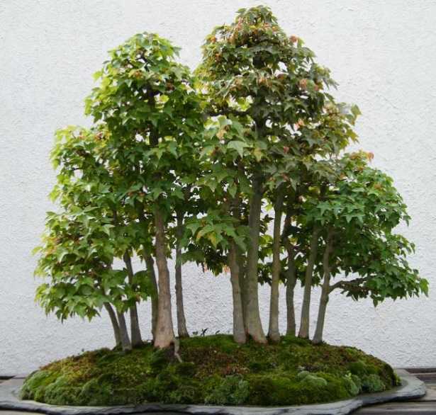  boschetto bonsai