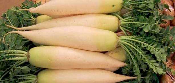 coltivare daikon