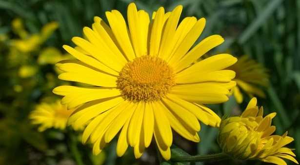 Essere ottimisti Essere ottimisti