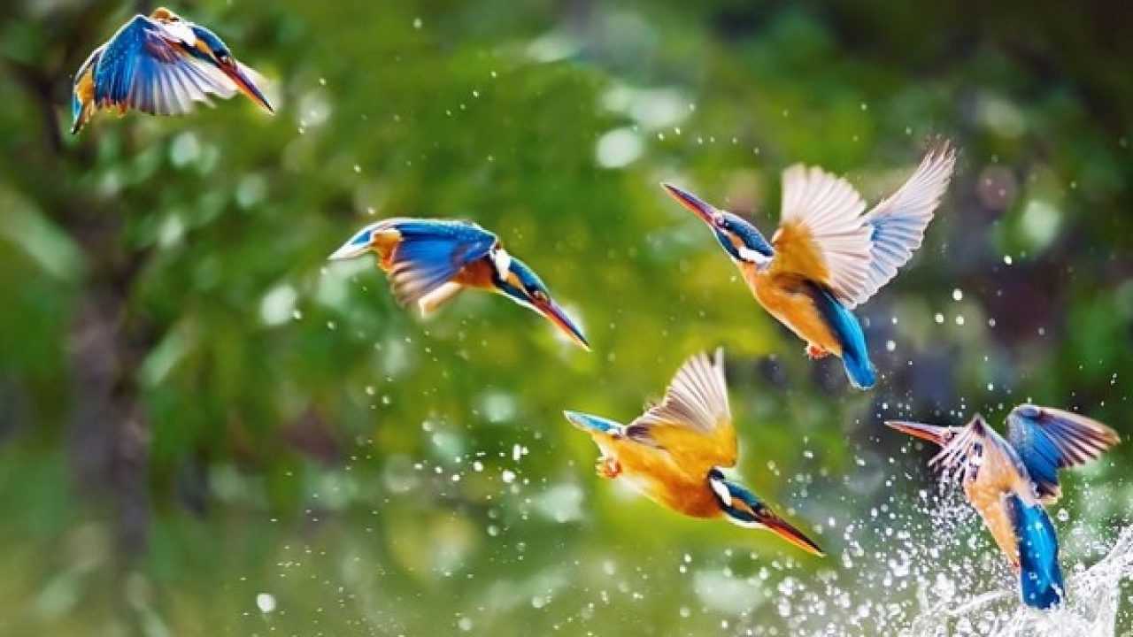 Frasi Sulla Natura Idee Green