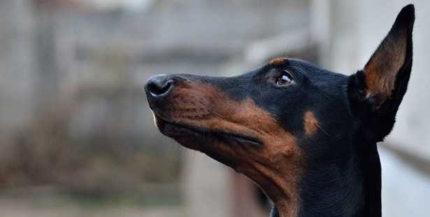 Guinzaglio per cani che tirano