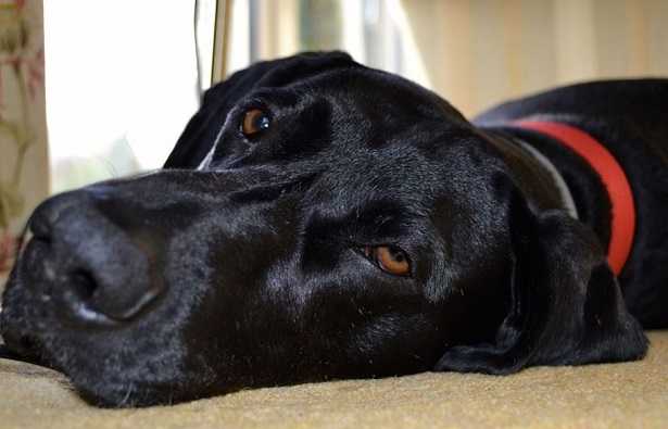 Guinzaglio per cani che tirano