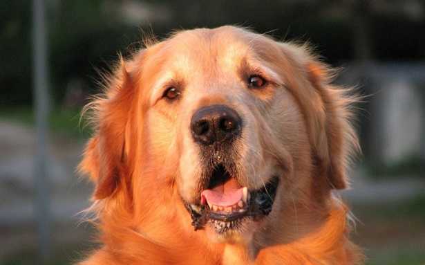 Guinzaglio per cani che tirano