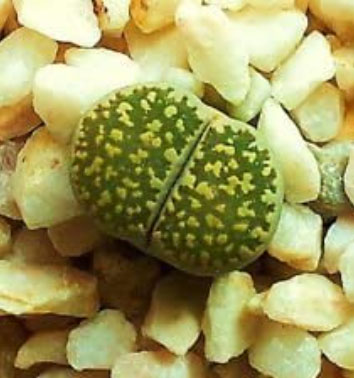 lithops salicola