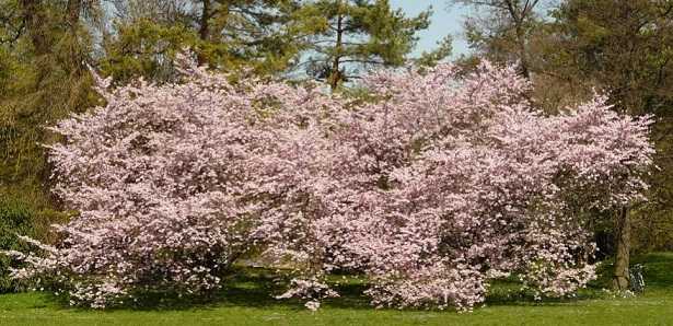 Malattie delle piante da frutto Malattie delle piante da frutto