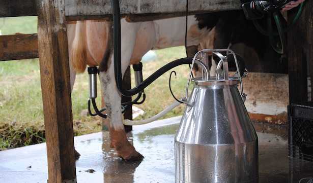 mastite bovina cause