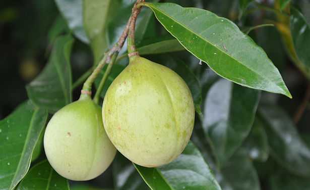 noce moscata controindicazioni