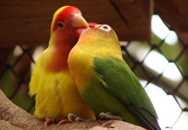 Pappagalli inseparabili