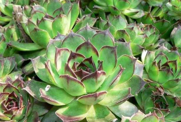 Piante succulente