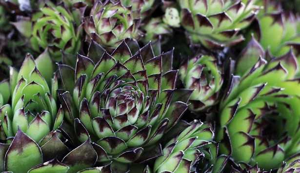 Sempervivum