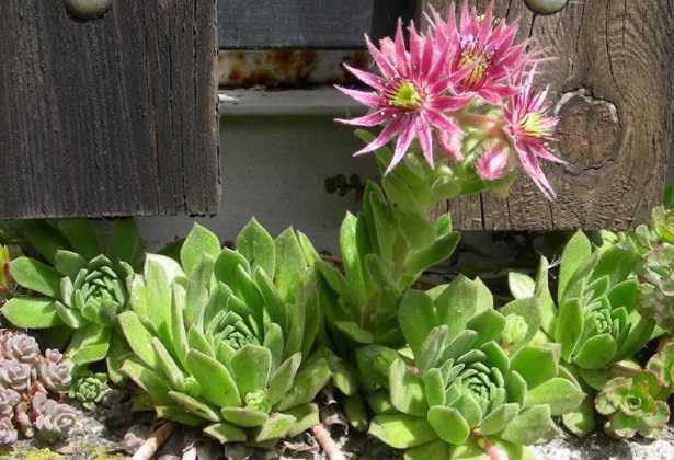 Sempervivum
