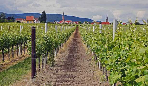 tipi di vino bianco tipi di vino rosso