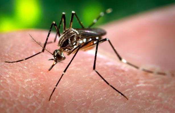 tipi di zanzare nel mondo