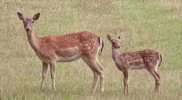 trovato cucciolo di capriolo