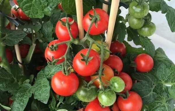 verticillosi pomodoro melanzana