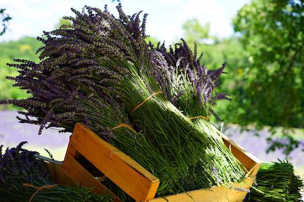 Potare La Lavanda Idee Green