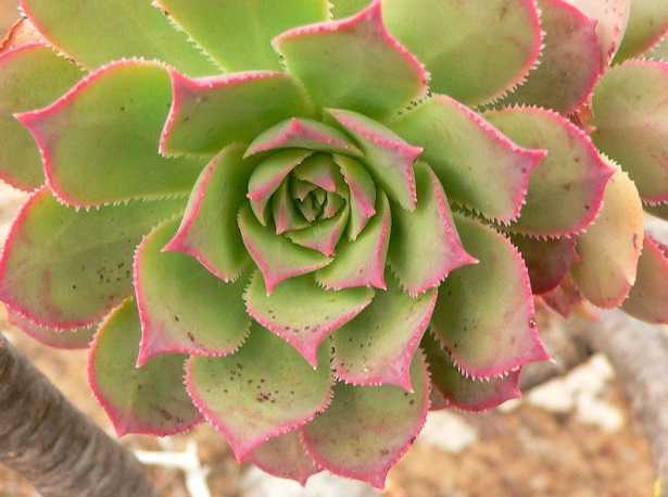 Aeonium