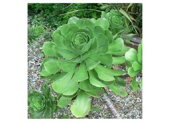 Aeonium