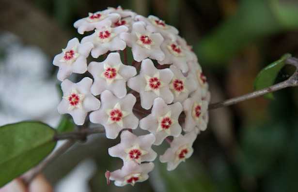 hoya carnosa fiore di cera costo pianta