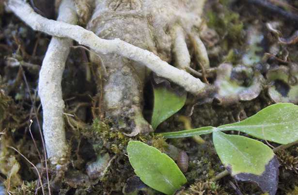 porcellino di sant'antonio