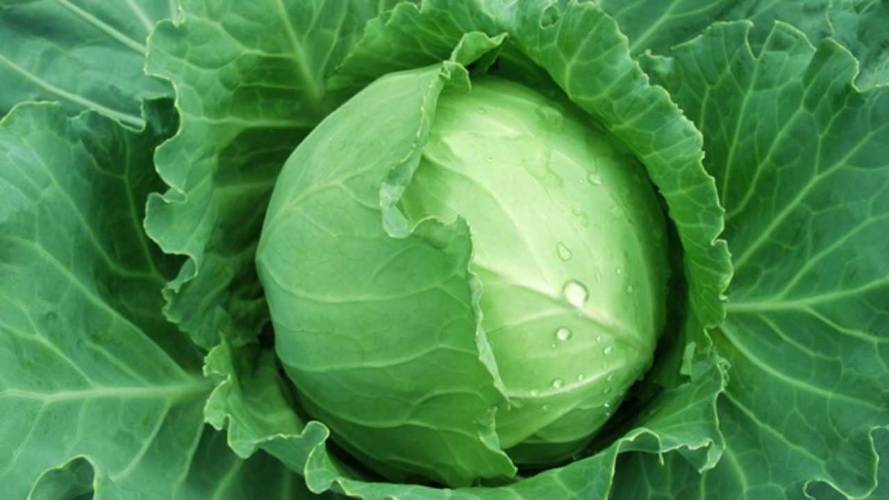 словно лист капустный. вода на листе капусты. капустный лист макро. капустный лист от отеков. кошкин дом козел герань.