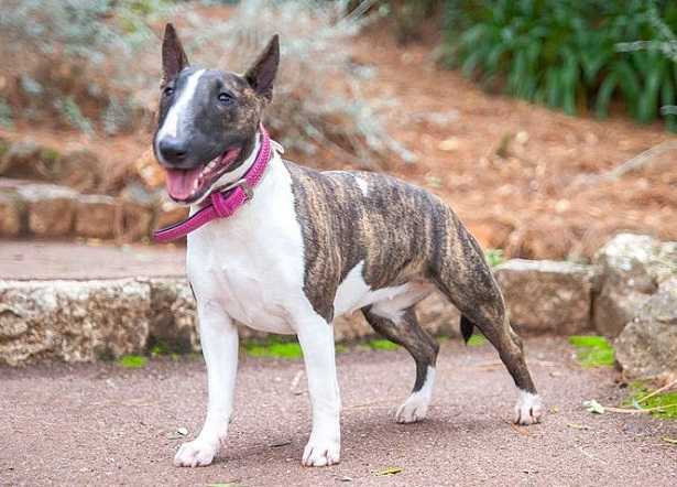 Bull Terrier Miniature Bull Terrier Miniature