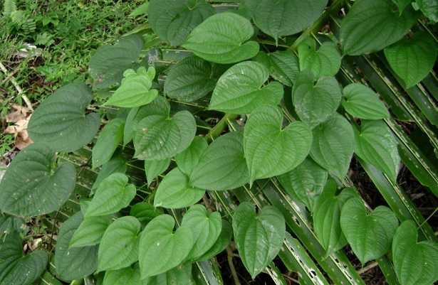 Dioscorea