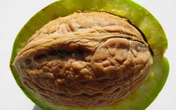 Mallo di noce Mallo di noce