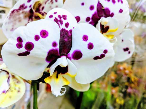 Piante da regalare agli sposi