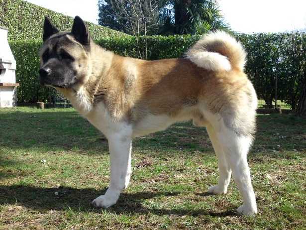 Akita Americano Carattere E Cuccioli Idee Green