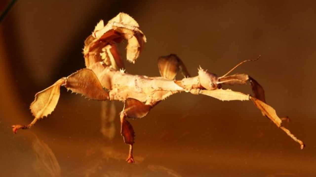 Insetto Foglia Idee Green