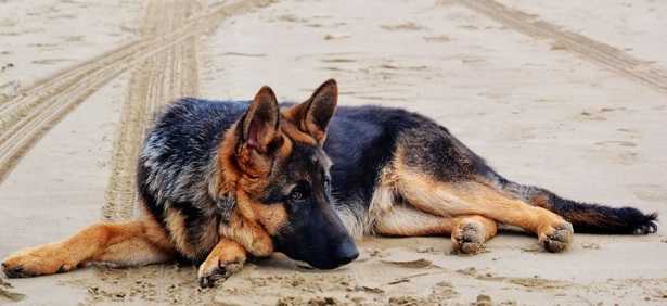 Pastore tedesco a pelo corto