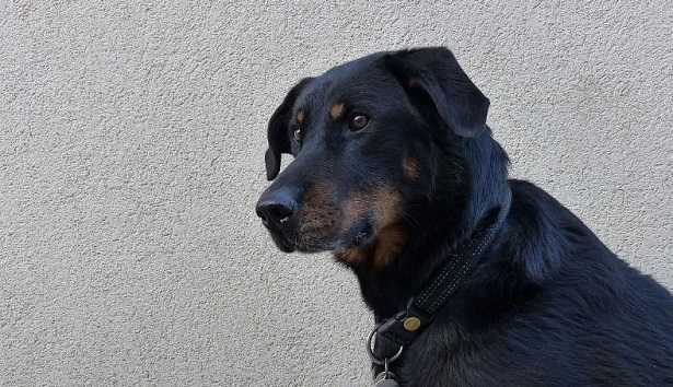 cane da pastore di Beauce cane da pastore di Beauce