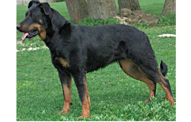 cane da pastore di Beauce cane da pastore di Beauce