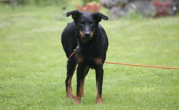 cane da pastore di Beauce cane da pastore di Beauce