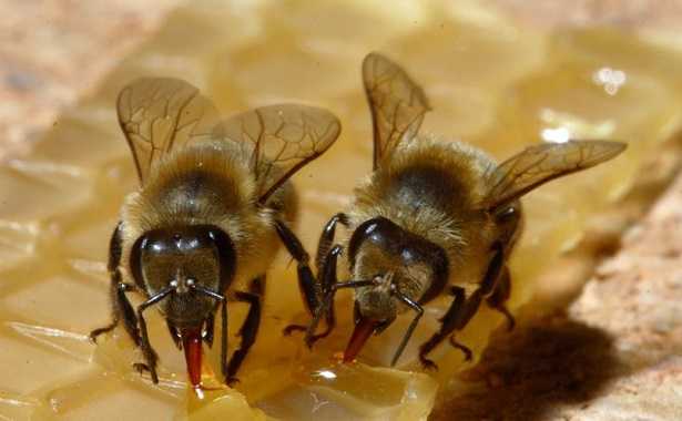 emulsionanti naturali emulsionanti naturali