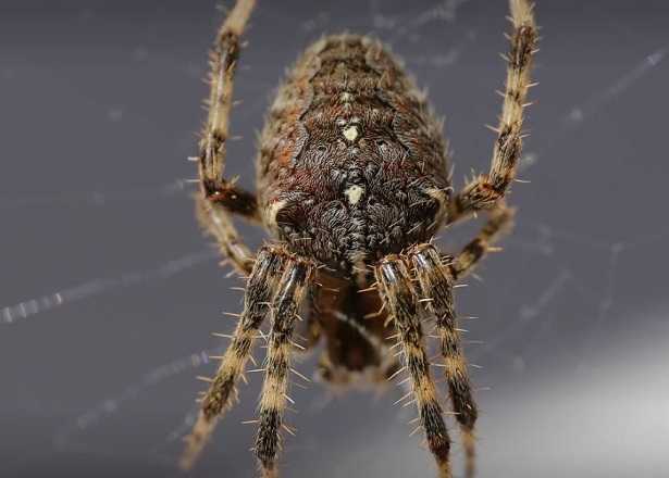 Ragno di grosse dimensioni