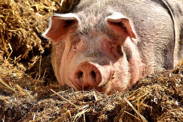 Maiali allevati all'aperto