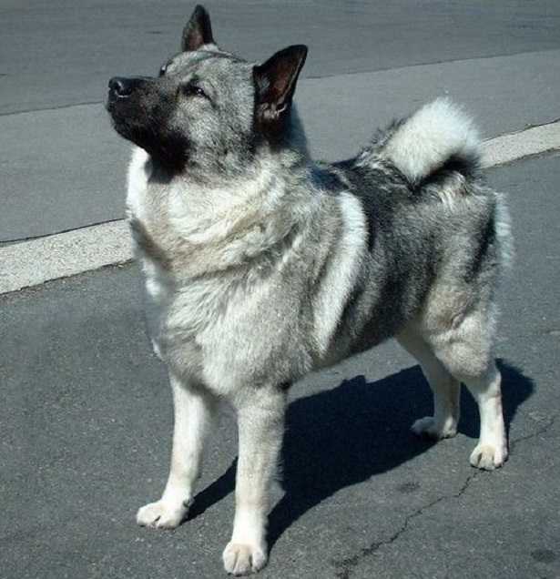 Norsk Elghund grigio