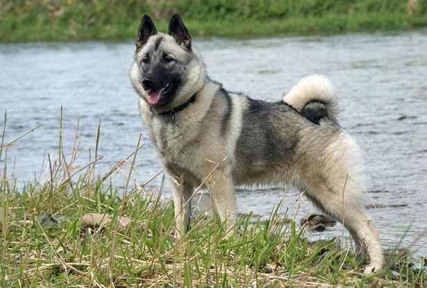 Norsk Elghund grigio