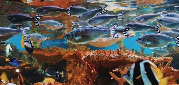 Aquascaping acquario