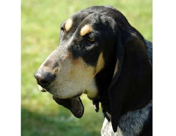 Basset Bleu de Gascogne Basset Bleu de Gascogne