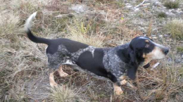 Basset Bleu de Gascogne Basset Bleu de Gascogne