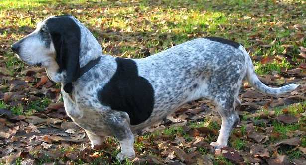 Basset Bleu de Gascogne Basset Bleu de Gascogne
