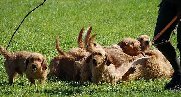 Basset Fauve de Bretagne