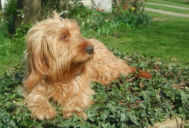 Basset Fauve de Bretagne